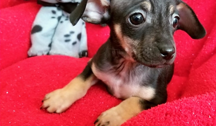 4 cuddly canines to adopt now in Stockton
