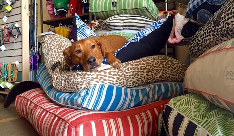 Fort Worth's top 5 pet supply shops, ranked
