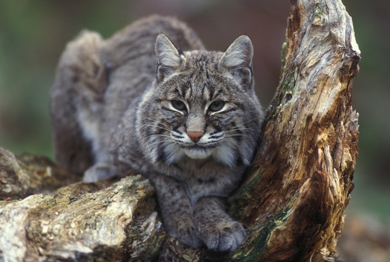 Top Charlotte news: Bobcat spotted in backyard; man charged with murder 15 years later; more