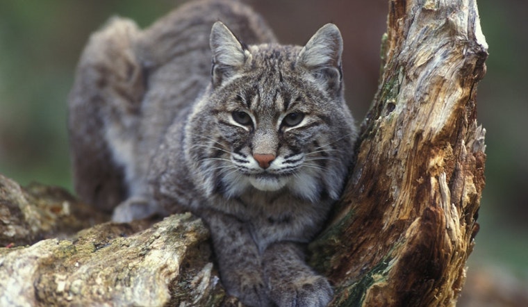 Top Charlotte news: Bobcat spotted in backyard; man charged with murder 15 years later; more