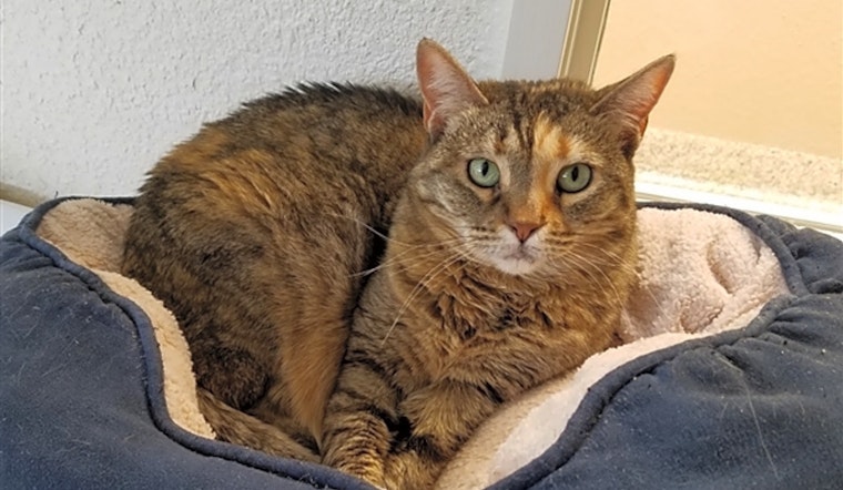 These Fresno-based felines are up for adoption and in need of a good home
