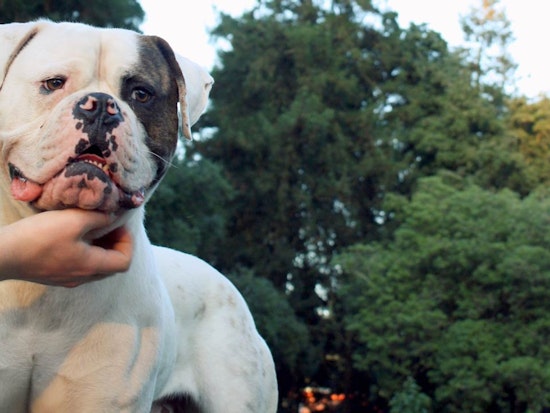 National Park Service Prepares To Revise Dog Rules For GGNRA