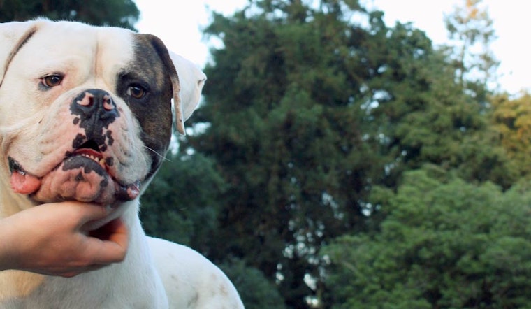 National Park Service Prepares To Revise Dog Rules For GGNRA
