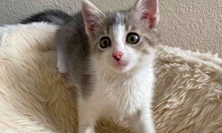 These San Jose-based kittens are up for adoption and in need of a good home