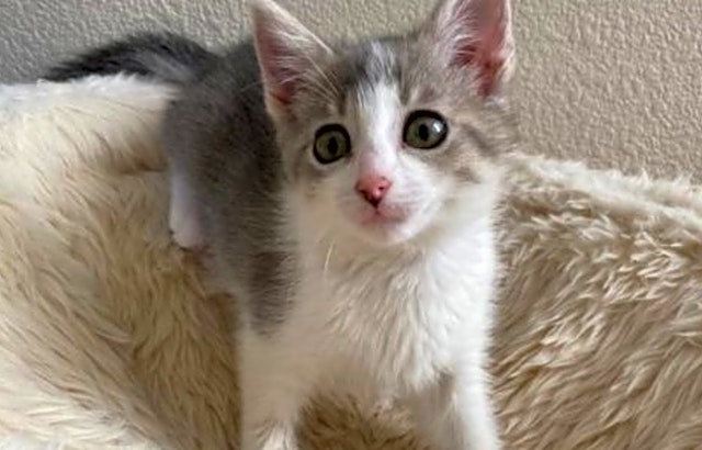 These San Jose-based kittens are up for adoption and in need of a good home