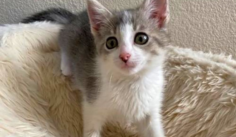 These San Jose-based kittens are up for adoption and in need of a good home