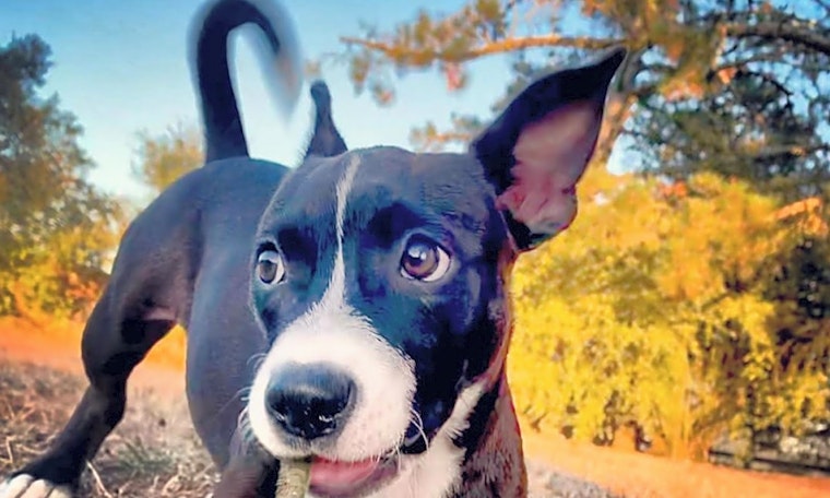 These Oakland-based puppies are up for adoption and in need of a good home