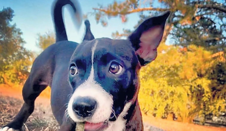 These Oakland-based puppies are up for adoption and in need of a good home
