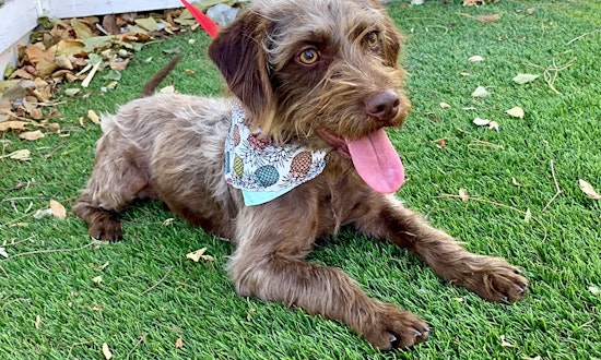 Santa Ana-based pups up for adoption