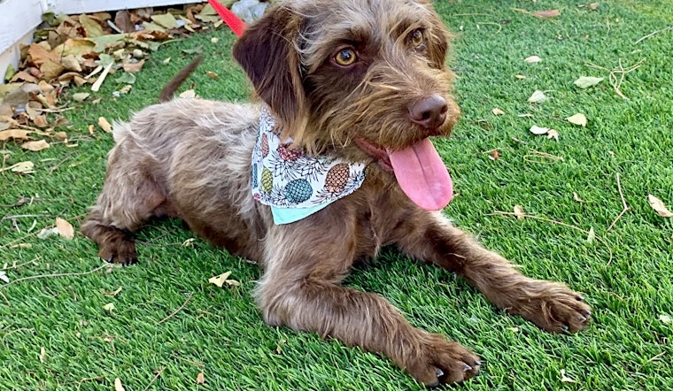 Santa Ana-based pups up for adoption