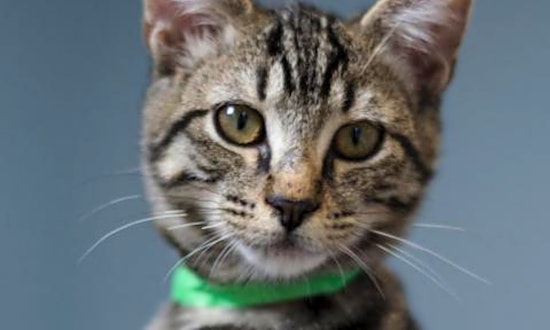 6 cute kitties to adopt now in Tucson