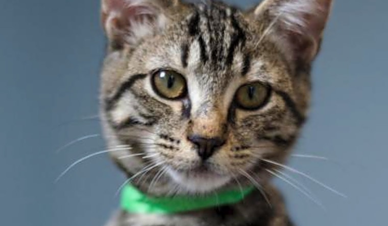 6 cute kitties to adopt now in Tucson