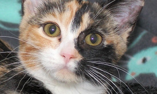 7 fluffy felines to adopt now in Phoenix
