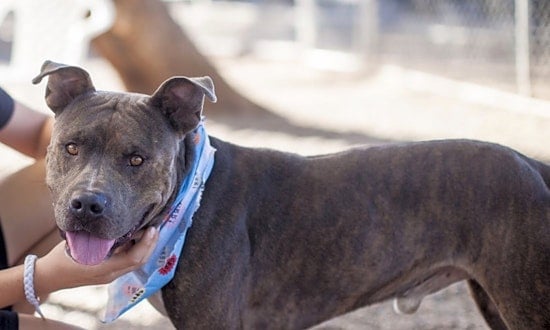 6 lovable pups to adopt now in Mesa