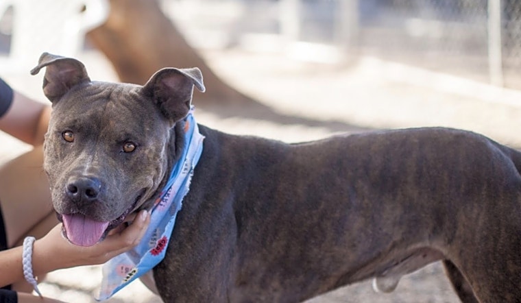 6 lovable pups to adopt now in Mesa