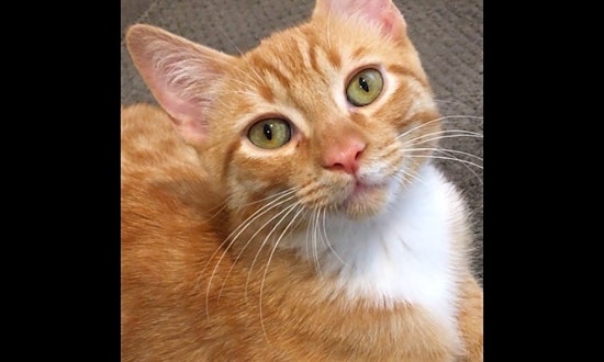 Want to adopt a pet? Here are 6 fluffy felines to adopt now in Albuquerque