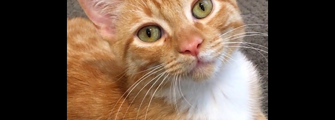 Want to adopt a pet? Here are 6 fluffy felines to adopt now in Albuquerque