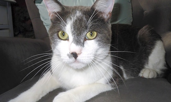 4 cool kitties to adopt now in Aurora