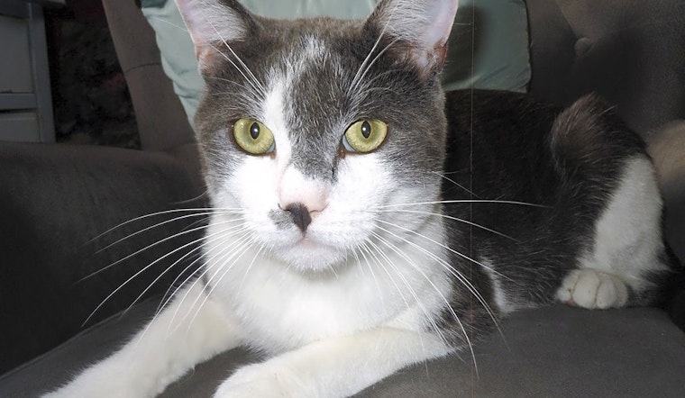 4 cool kitties to adopt now in Aurora