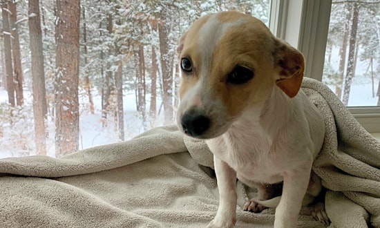 These Colorado Springs-based puppies are up for adoption and in need of a good home