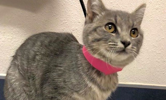 6 cute-as-can-be kittens to adopt now in El Paso