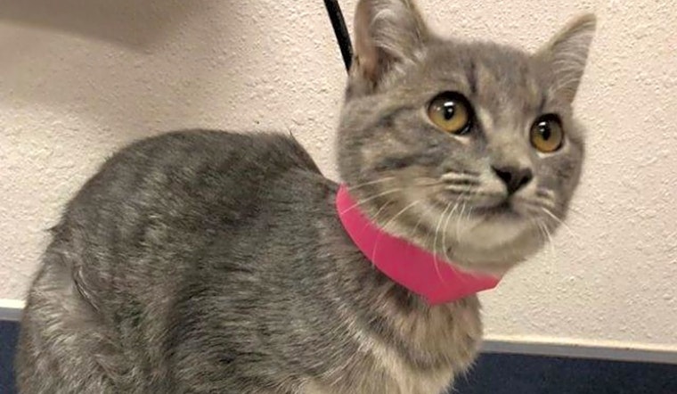 6 cute-as-can-be kittens to adopt now in El Paso