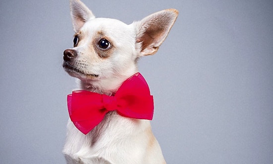 These Plano-based dogs are up for adoption and in need of good homes