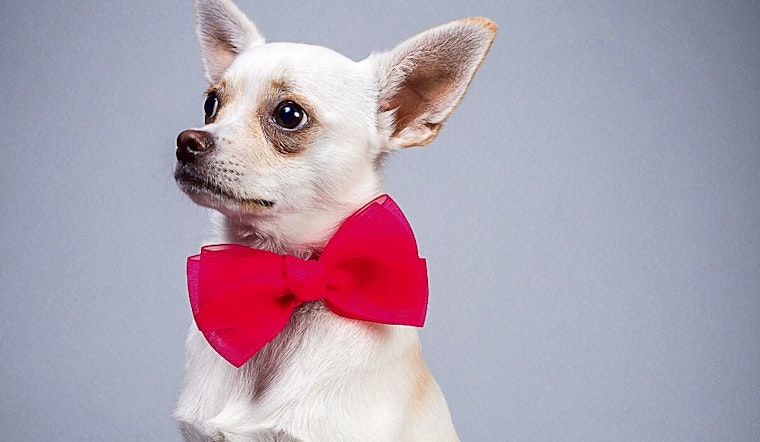 These Plano-based dogs are up for adoption and in need of good homes