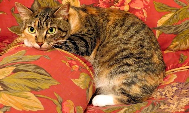 7 furry felines to adopt now in St. Louis