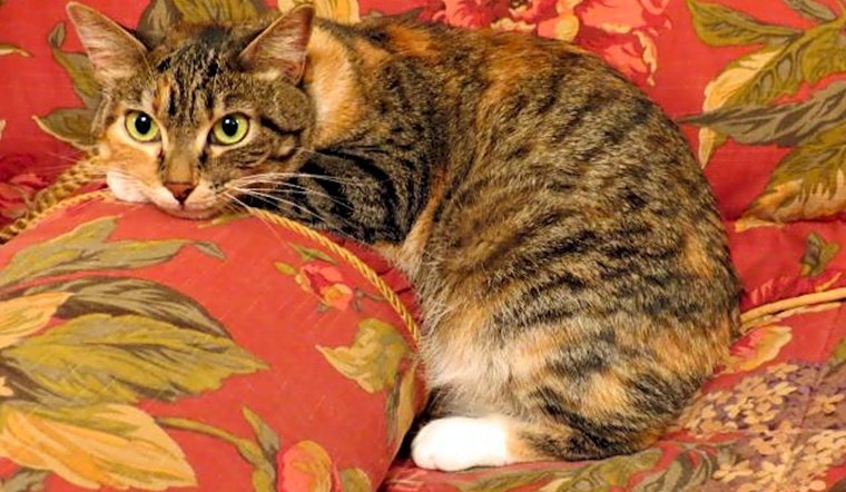 7 furry felines to adopt now in St. Louis