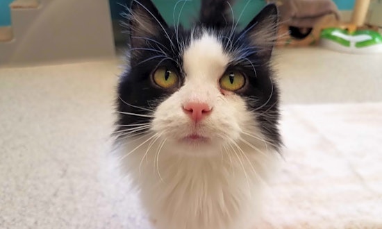 These Indianapolis-based cats are up for adoption and in need of a good home
