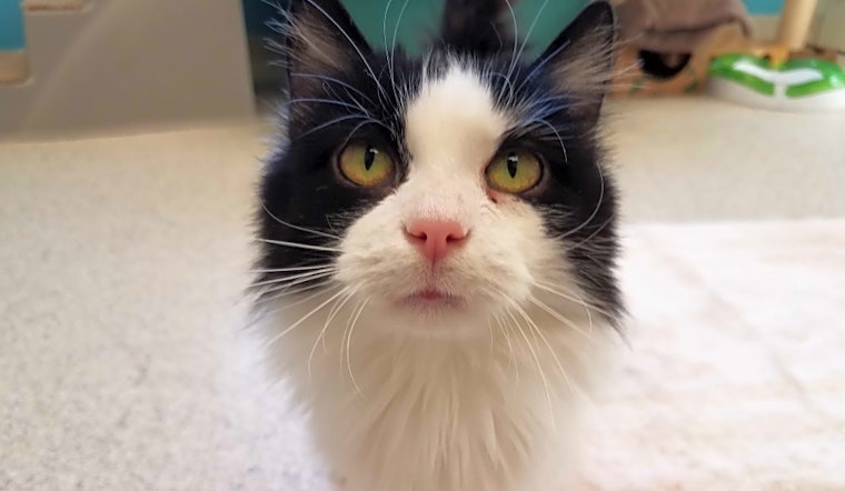 These Indianapolis-based cats are up for adoption and in need of a good home