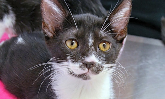 Looking to adopt a pet? Here are 5 fluffy felines to adopt now in Durham