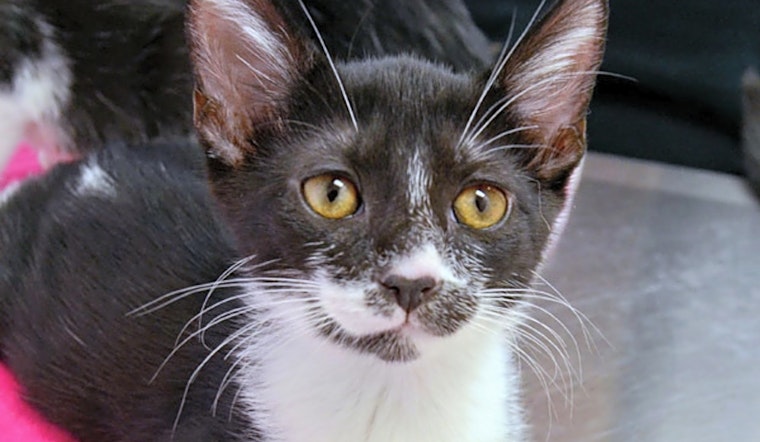 Looking to adopt a pet? Here are 5 fluffy felines to adopt now in Durham