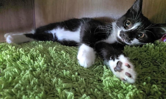 6 cuddly kittens to adopt now in Louisville
