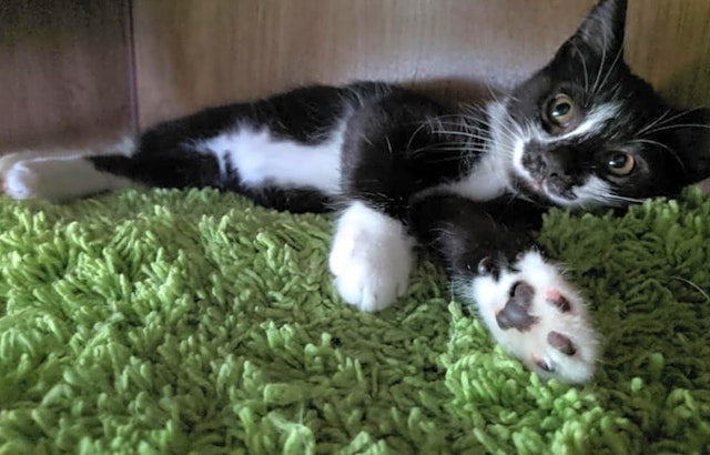 6 cuddly kittens to adopt now in Louisville