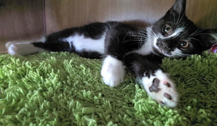 6 cuddly kittens to adopt now in Louisville