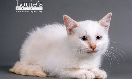 Want to adopt a pet? Here are 7 fluffy felines to adopt now in Cincinnati