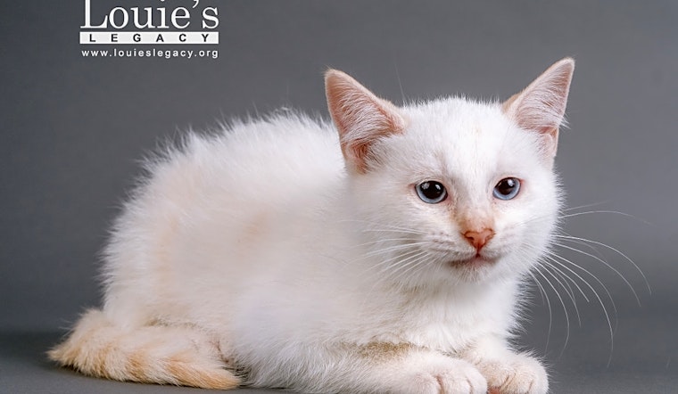 Want to adopt a pet? Here are 7 fluffy felines to adopt now in Cincinnati