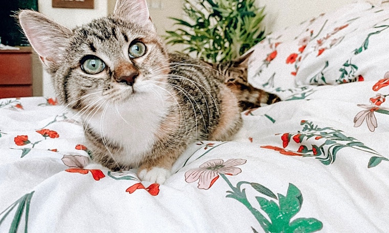 These Baltimore-based kittens are up for adoption and in need of a good home