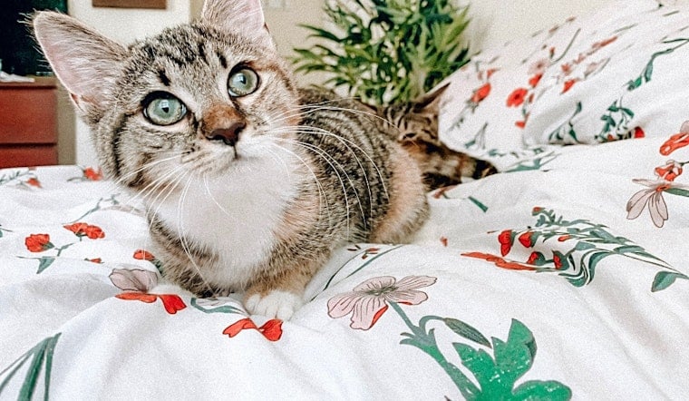 These Baltimore-based kittens are up for adoption and in need of a good home