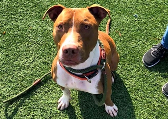 7 delightful doggies to adopt now in Cleveland