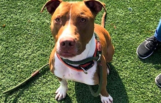 7 delightful doggies to adopt now in Cleveland