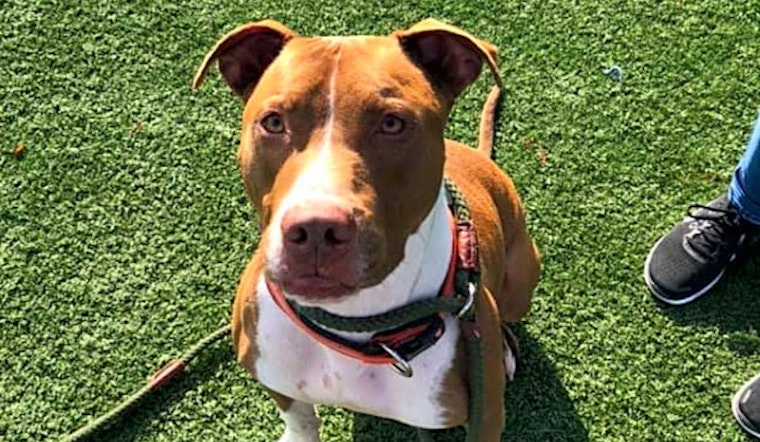 7 delightful doggies to adopt now in Cleveland