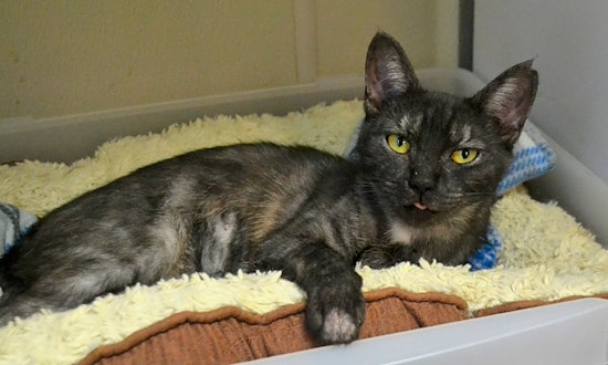 These Pittsburgh-based kitties are up for adoption and in need of a good home