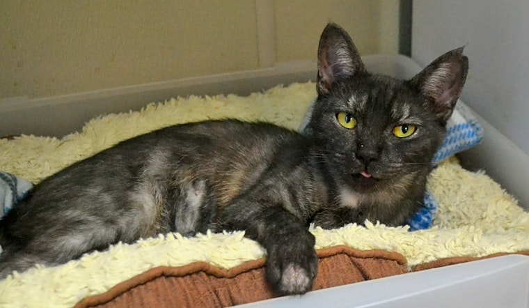 These Pittsburgh-based kitties are up for adoption and in need of a good home