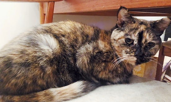 These Philadelphia-based felines are up for adoption and in need of a good home