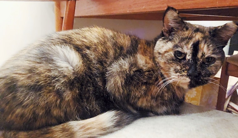 These Philadelphia-based felines are up for adoption and in need of a good home