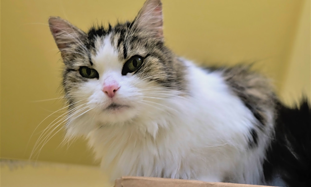 Want to adopt a pet? Here are 5 charming cats to adopt now in Boston