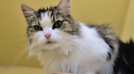 Want to adopt a pet? Here are 5 charming cats to adopt now in Boston